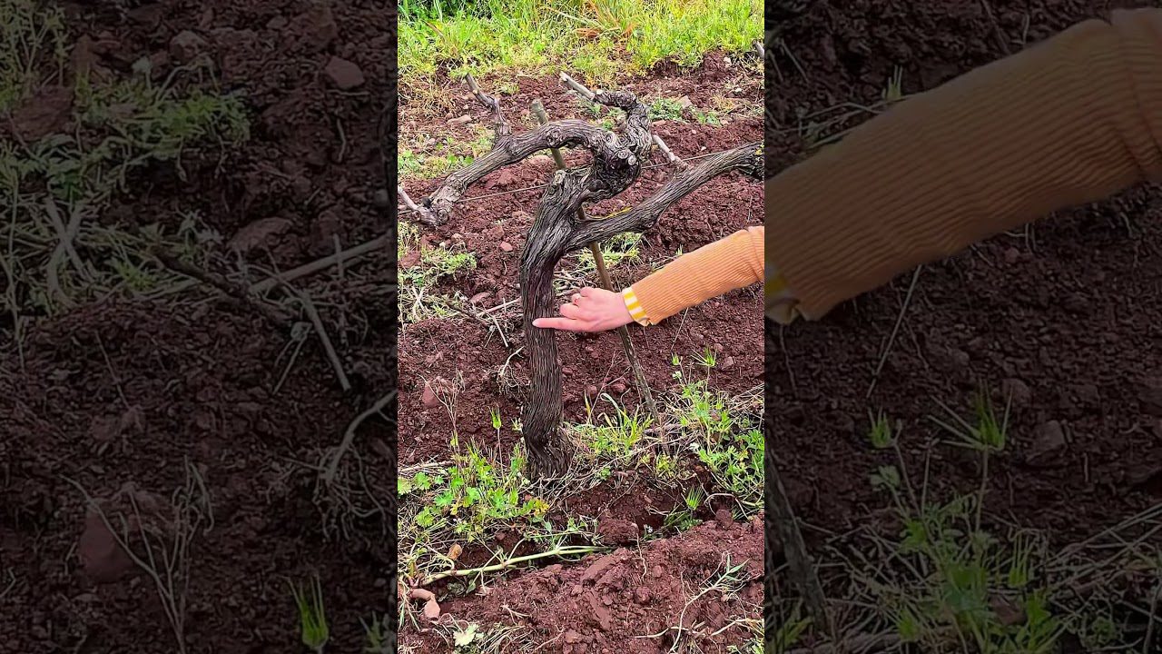 rutas del vino por Santander con vistas espectaculares
