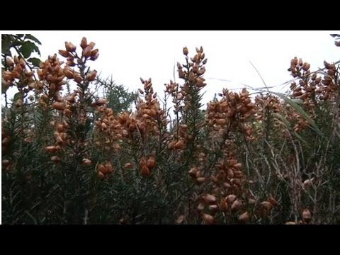 vegetacion-predominante-en-Bilbao - Norte Noticias 24h vegetación predominante en Bilbao