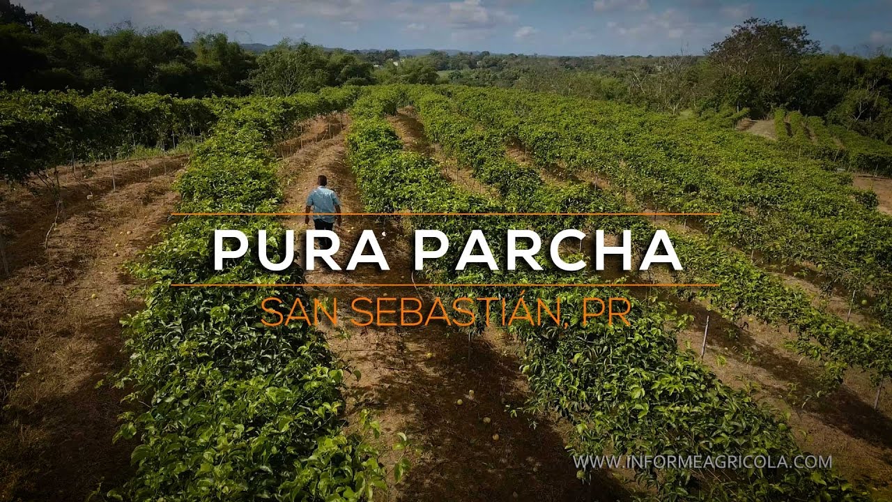 tecnologia-agricola-aplicada-en-San-Sebastian - Norte Noticias 24h tecnología agrícola aplicada en San Sebastián